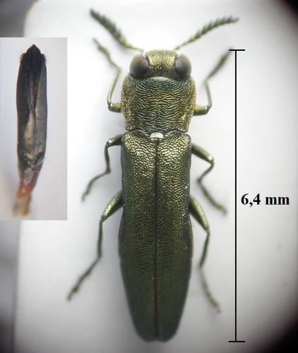 Réf. 257 700 : Agrilus laticornis